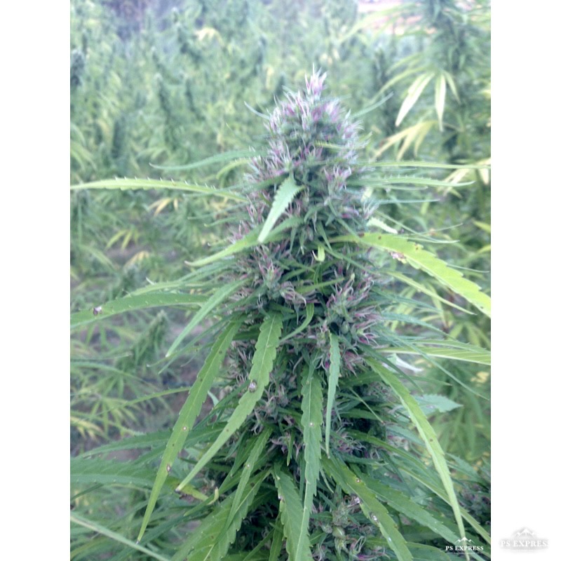 Violet Bud infiorescenze cannabis light