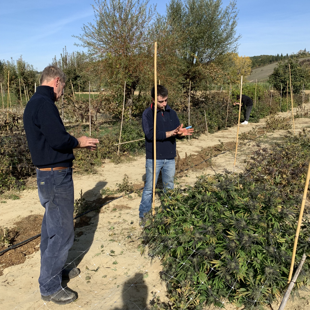 Campo aperto laleggeracbd cannabis light