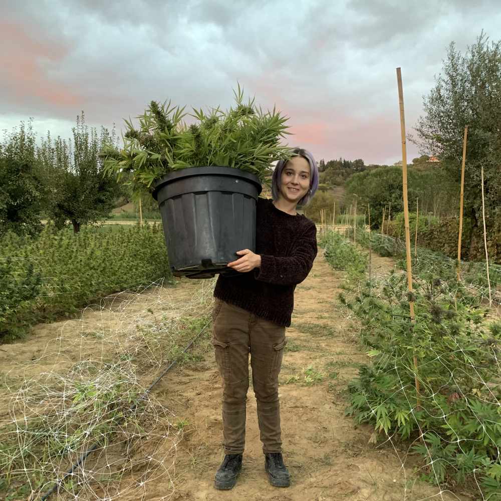 Raccolta in campo aperto laleggeracbd cannabis light