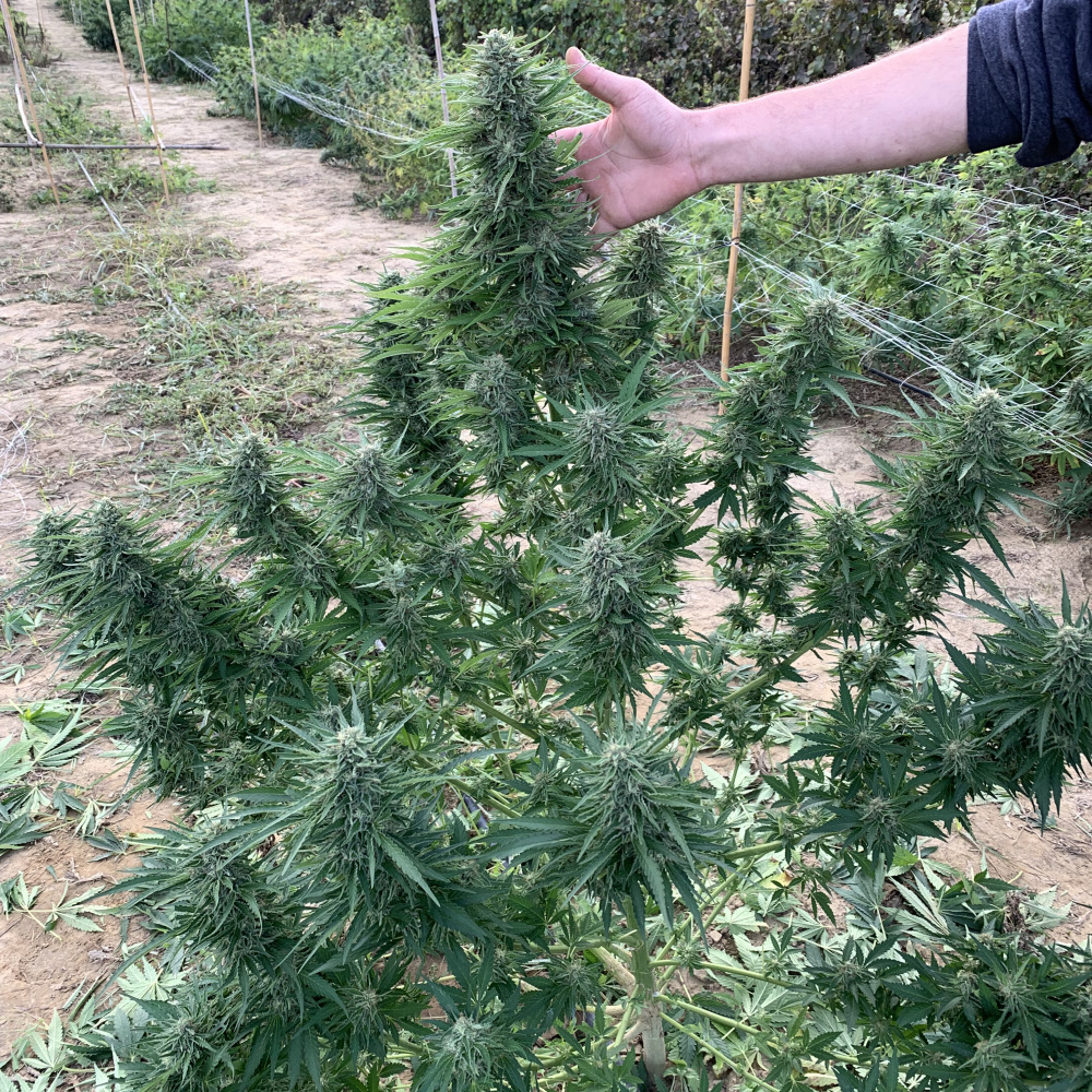 La pianta in campo aperto laleggeracbd cannabis light