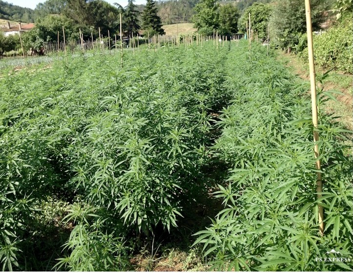 produzione 100% Bio Outdoor cannabis light laleggeracbd