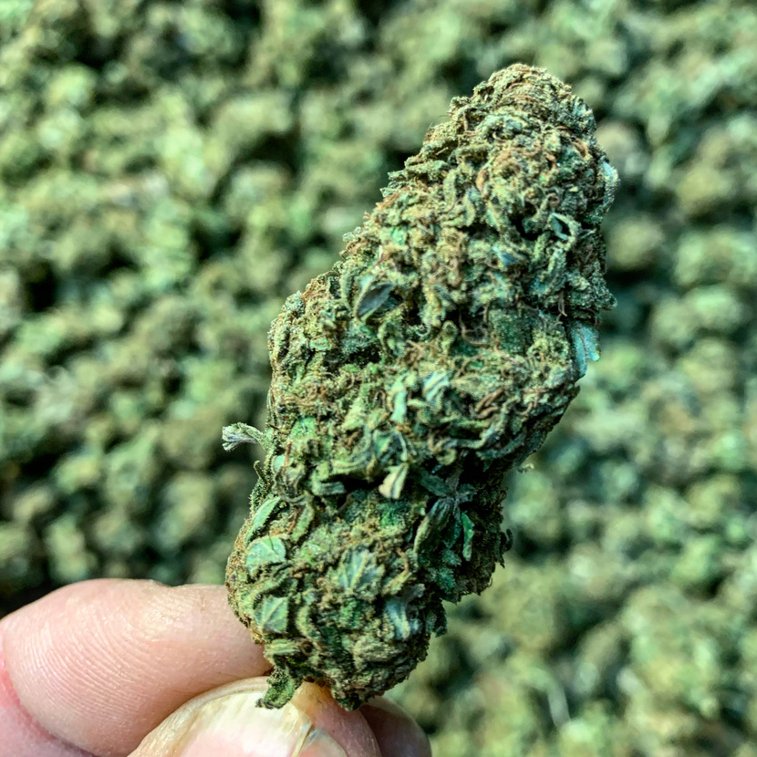 Fruit Cake Cannabis Light