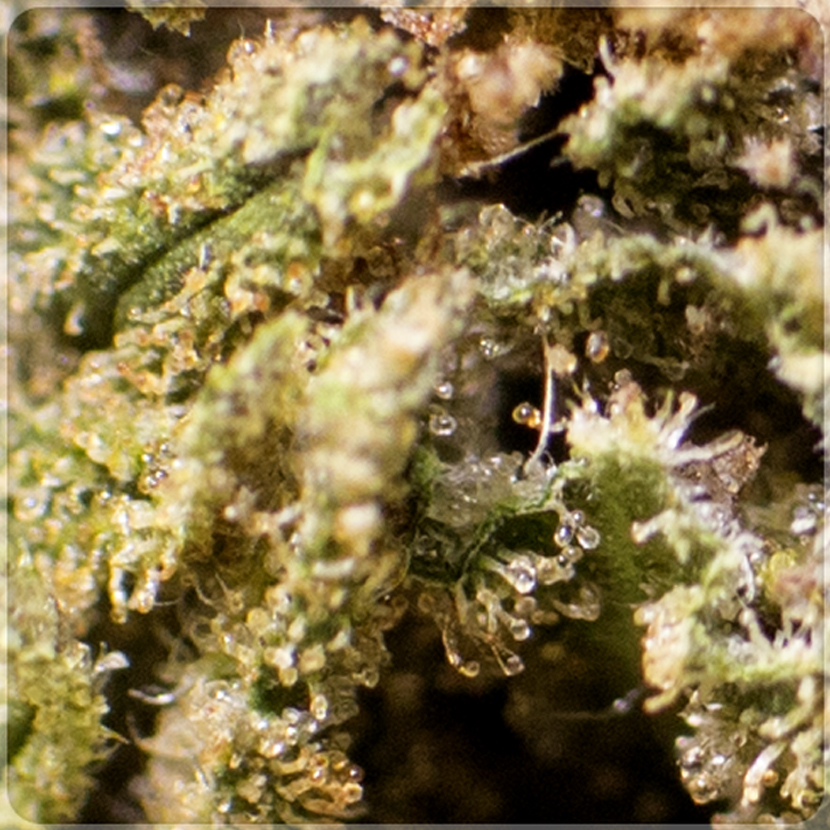 harlequin cannabis light