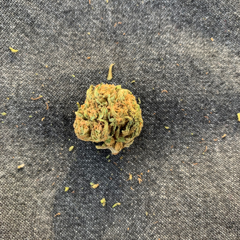 harlequin cannabis light