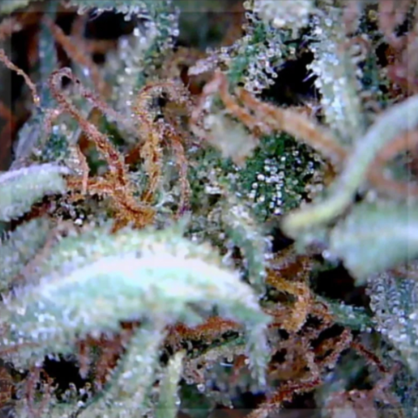 sour diesel