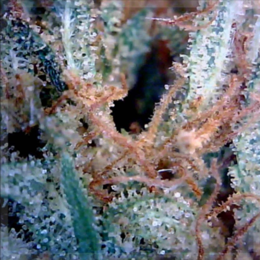 sour diesel