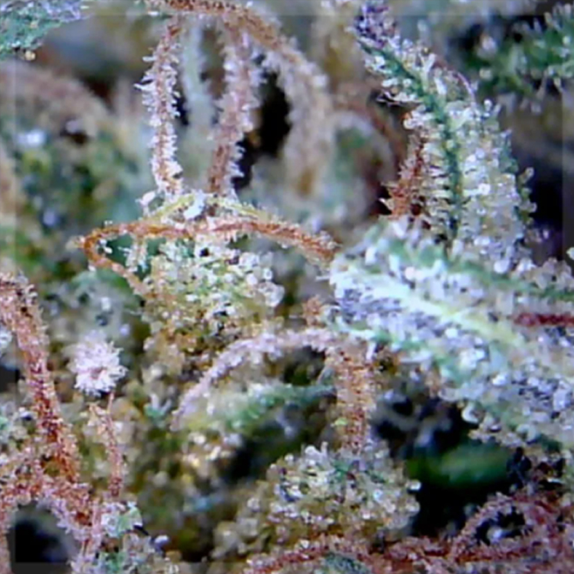 white widow